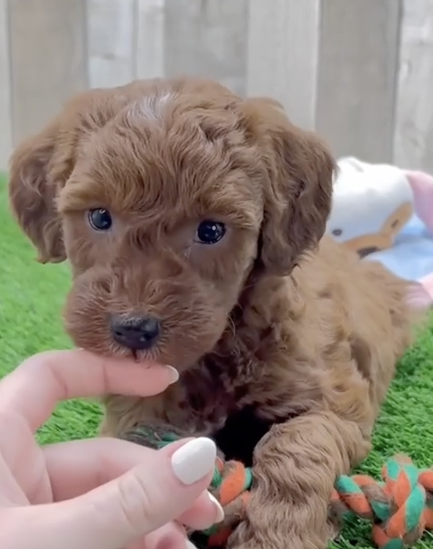Mini Irish Doodle Puppies For Sale - Fairfield Furbabies